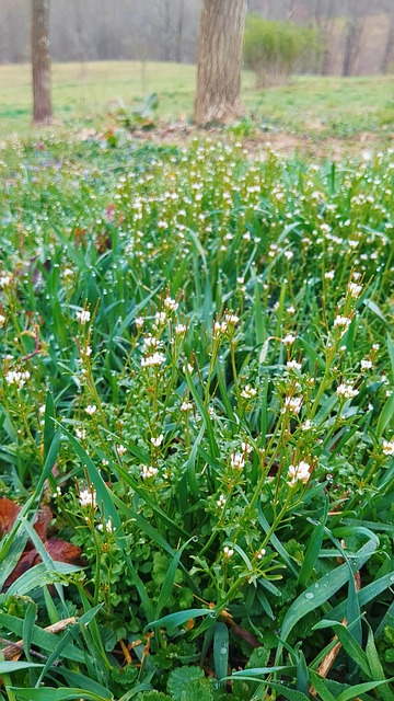 Free Dew Flower photo and picture
