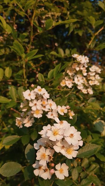Free Rose Wild photo and picture