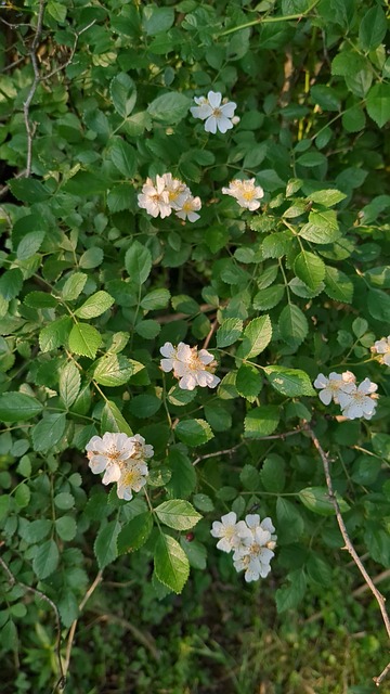Free Rose Wild photo and picture