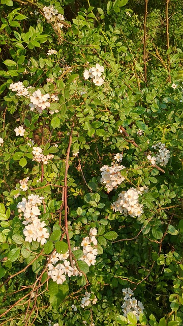 Free Rose Wild photo and picture