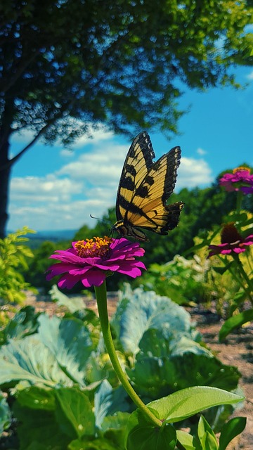 Free Butterfly Monarch photo and picture