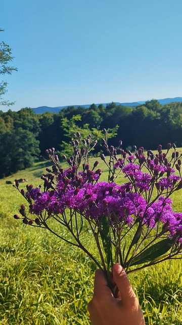 Free Wildflower Purple photo and picture