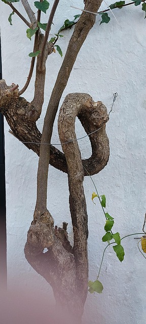 Baum, Formen, Mauer
