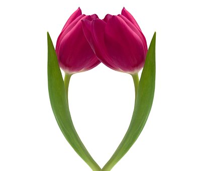 Tulipaner, Blomst, Natur, Rød, Blomster