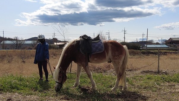Wörter, Fohlen, Jockey, Gras