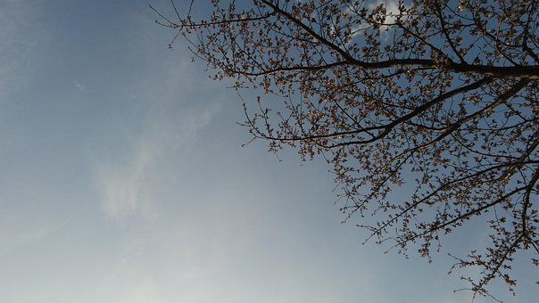 Frühling, Frühlingsblumen, Kirschblüte