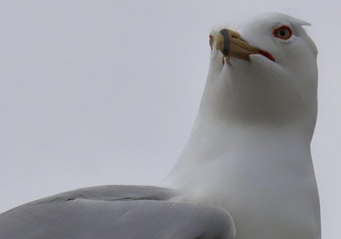 Free Seagull Bird photo and picture