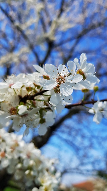 Free Garden Bloom photo and picture