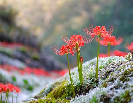 Blomst, Våren, Tre, Natur, Blomster