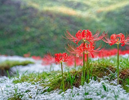 Blomst, Våren, Tre, Natur, Blomster