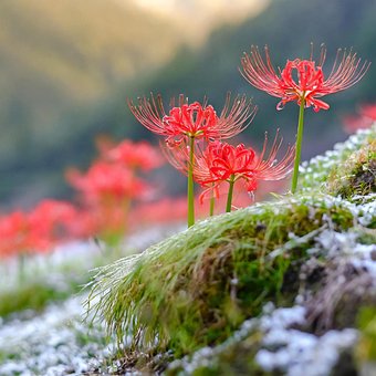 Blomst, Våren, Tre, Natur, Blomster