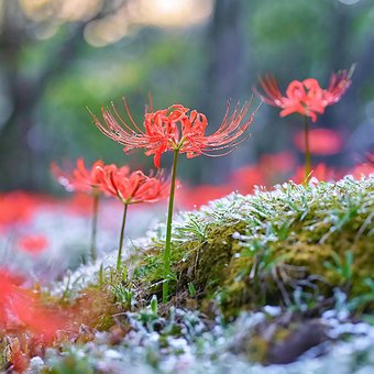 Blomst, Våren, Tre, Rosa, Natur
