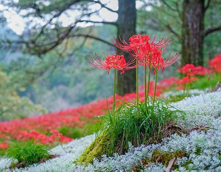 Blomst, Våren, Tre, Rosa, Natur