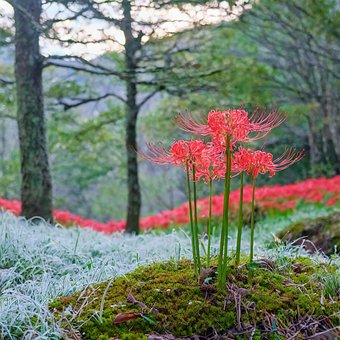 Blomst, Våren, Tre, Rosa, Natur