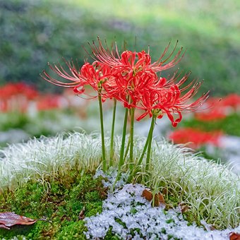 Blomst, Våren, Tre, Natur, Blomster
