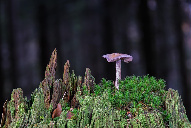 Free Mushrooms Nature photo and picture