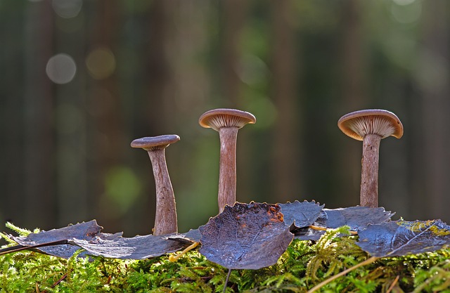 Free Mushrooms Moss photo and picture