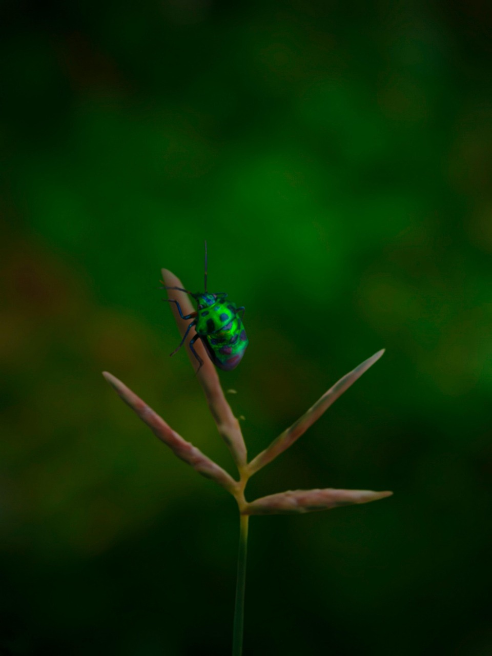 昆虫 自然 森林 - Pixabay上的免费照片 - Pixabay