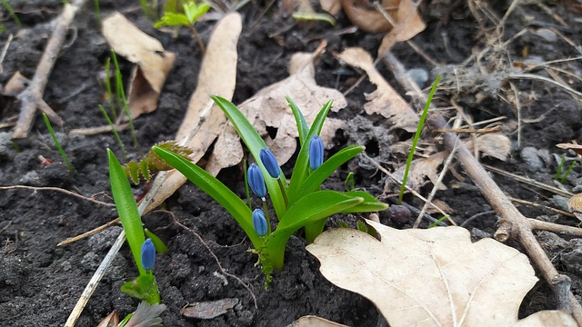Forårsblomster, Vintergækker