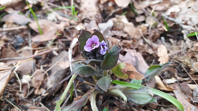Jordens Dag, Pulmonaria, Kaprifolie