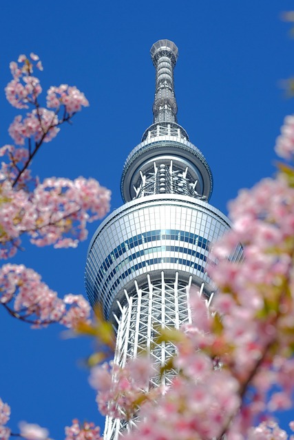 tokyo skytree, cherry blossoms, sakura, flower wallpaper, spring, japan, flower background, nature, beautiful flowers, pink, flowers