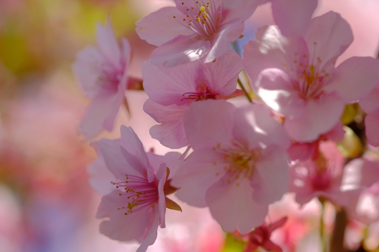 バネ さくら 花 - Pixabayの無料写真 - Pixabay