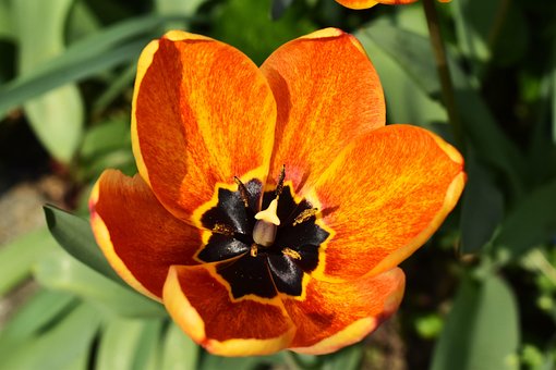 Oransje, Tulipan, Blomst, Bloom, Vår