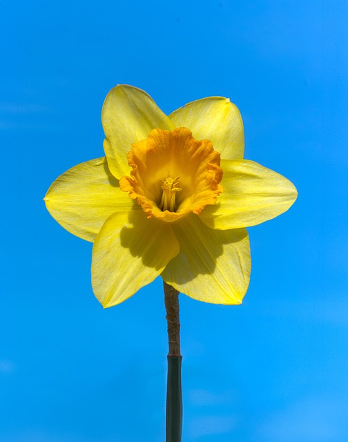 Narcis, Žlutá, Květ, Příroda, Flóra