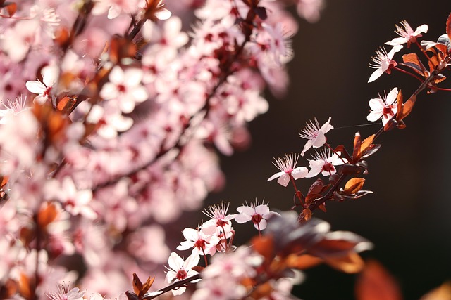 Free Pink Flowers photo and picture
