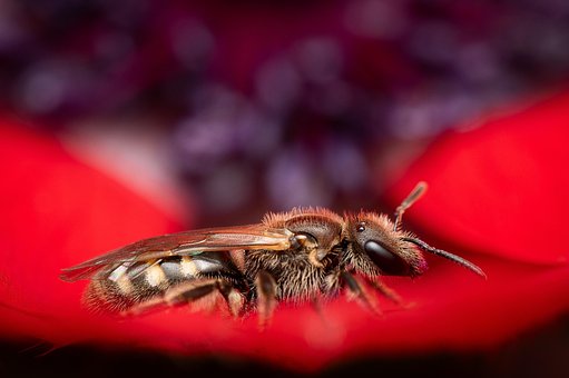 Free Bee Red Flower photo and picture