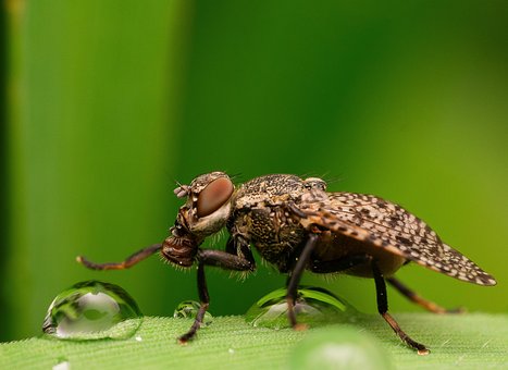 Free Fly Water Drops photo and picture