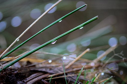 Free Grass Meadow photo and picture