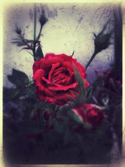 Free Red Roses photo and picture