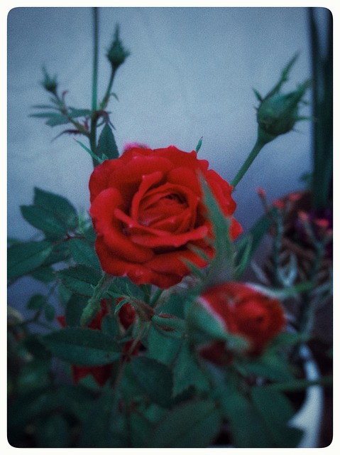 Free Red Roses photo and picture