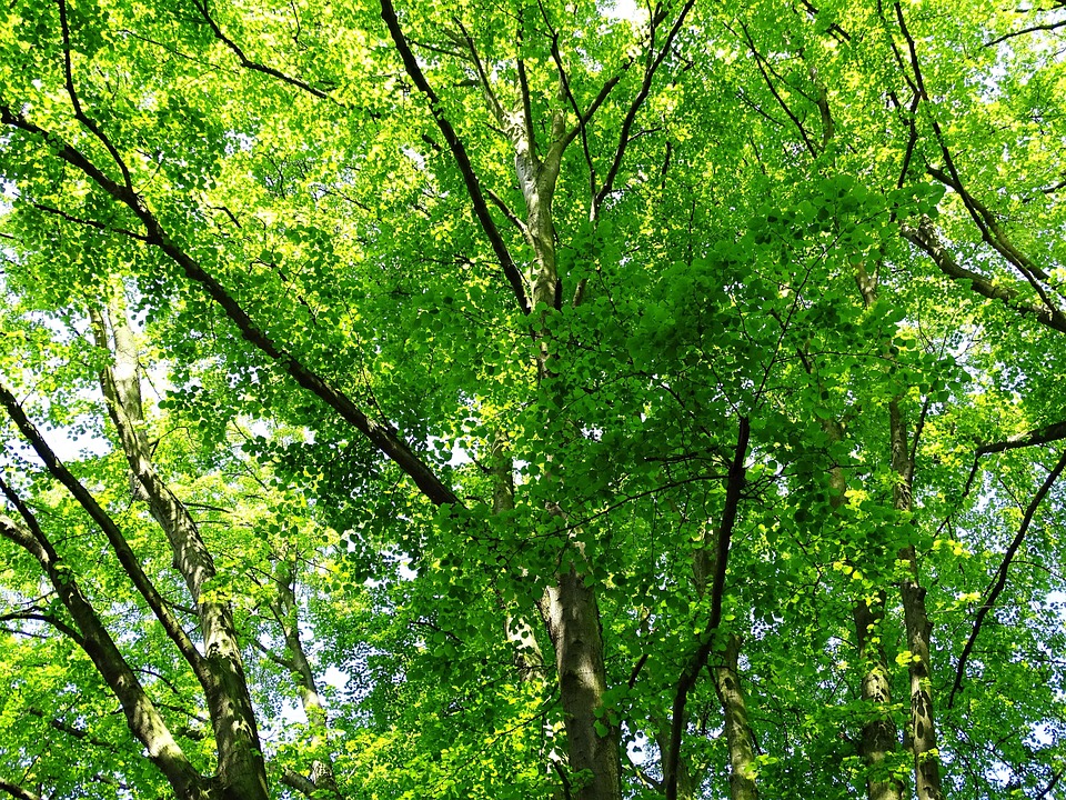 Tree Leaves Spring - Free photo on Pixabay - Pixabay