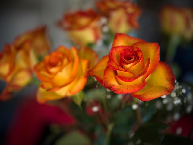 Bloem, Natuur, Oranje, Plant, Roos