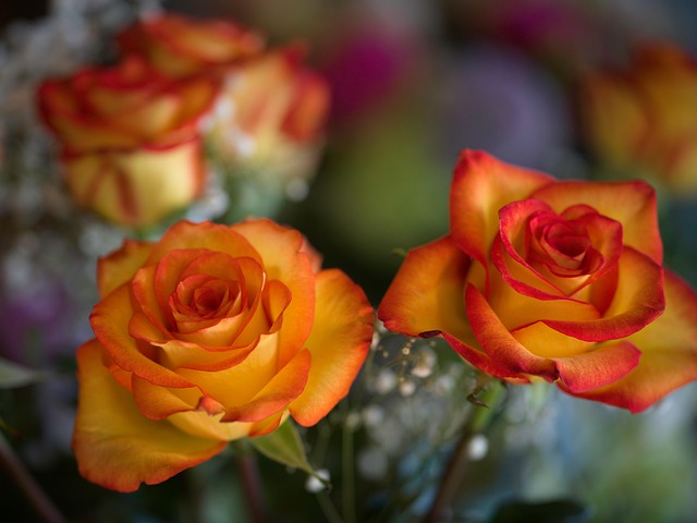 Bloem, Natuur, Oranje, Plant, Roos