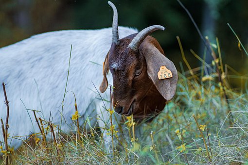 Free Goat Mammal photo and picture