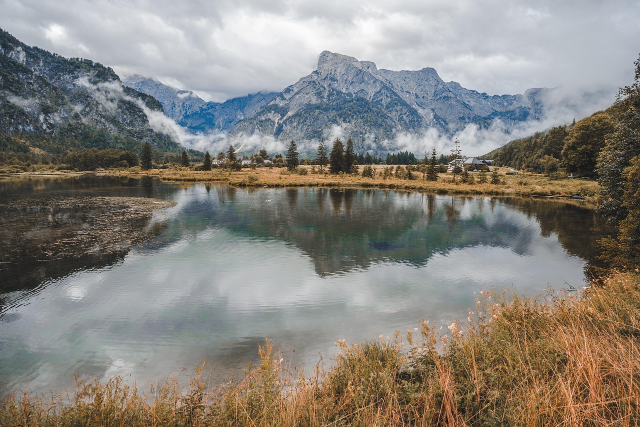 Forest - free online jigsaw puzzle photo