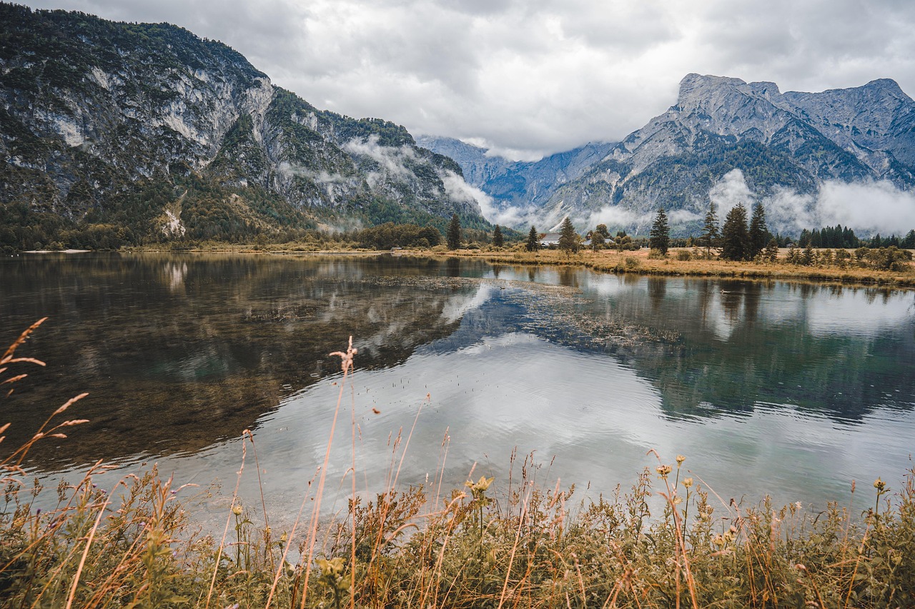 Forest - free online jigsaw puzzle photo