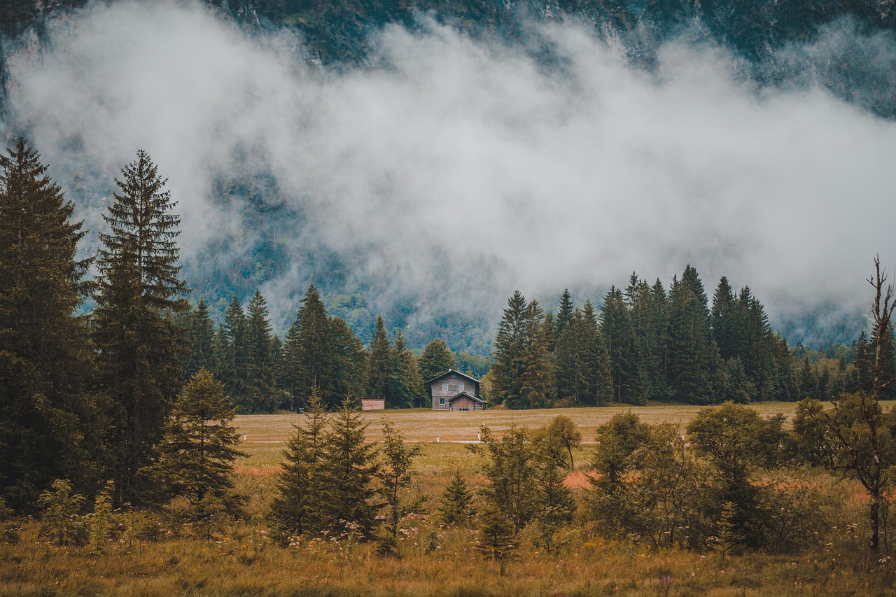 Forest - free online jigsaw puzzle photo