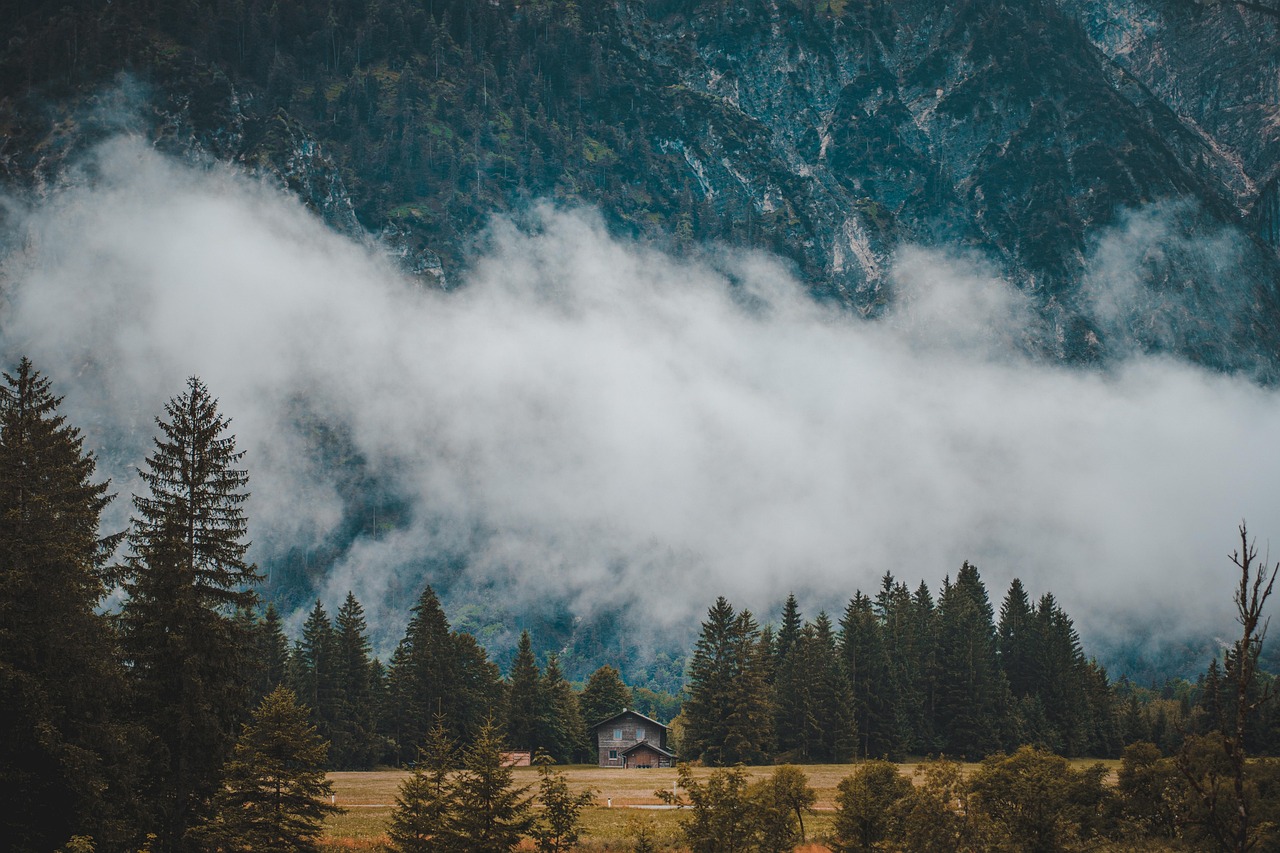 Forest - free online jigsaw puzzle photo