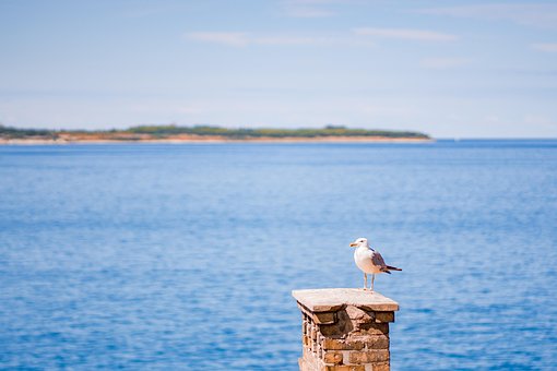 Free Sea Bird photo and picture