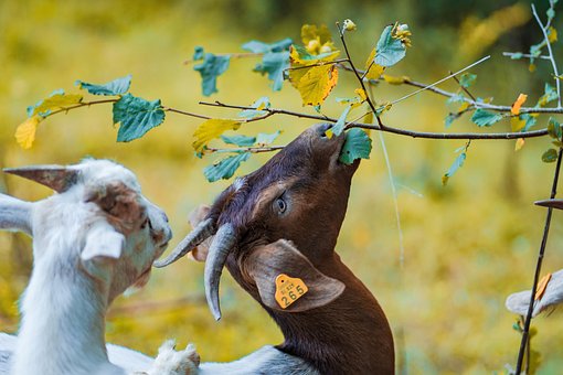 Free Goats Animals photo and picture