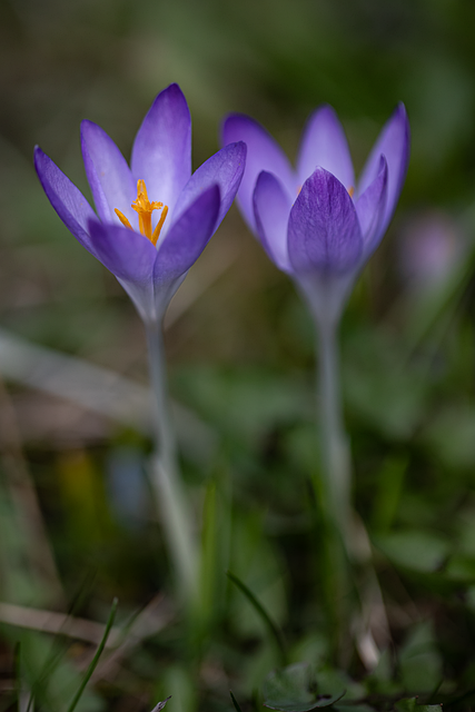 Lila, Krokus, Blumen, Frühling, Blüte