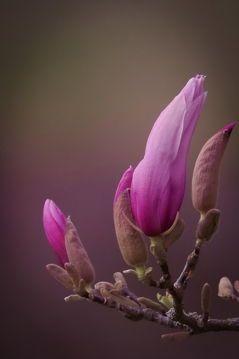 Magnolia Flowers Flower Buds Pink - Free photo on Pixabay - Pixabay
