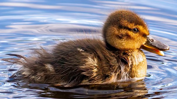 Free Ai Generated Mallard illustration and picture
