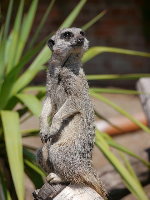 Free Meerkat Mongoose photo and picture