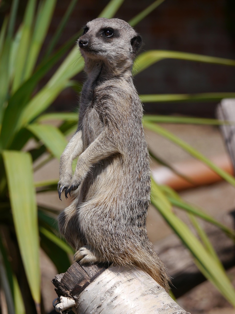 Meerkat Mammal Animal - Free photo on Pixabay - Pixabay