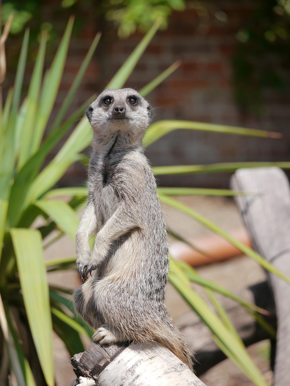 Meerkat Mammal Animal - Free photo on Pixabay - Pixabay